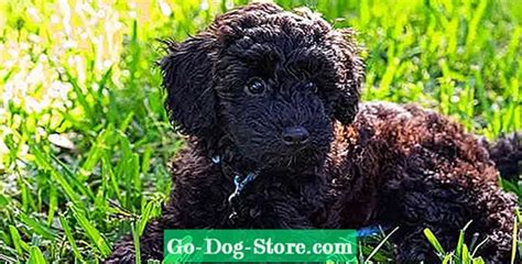 Schnoodle Dog Din Kompletta Guide Till Schnauzer Poodle Mix Rasen