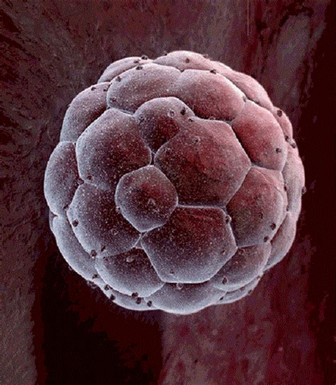 Difference Between Morula And Blastula