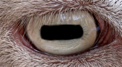 Unique Animals With Amazingly Unusual Eyes Lazy Penguins