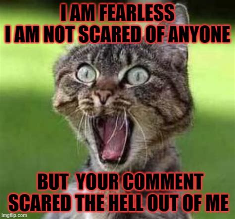 Scared Cat Imgflip