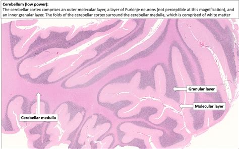 Cerebellum Histology Diagram