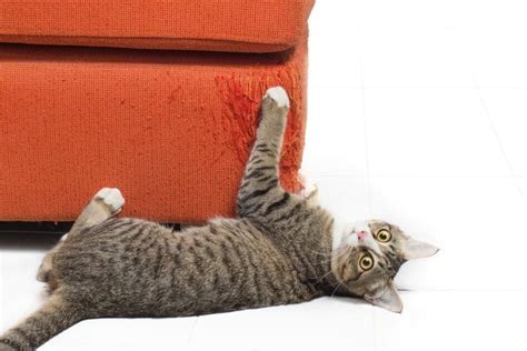 The gentle resistance that it provides can if your cat keeps intentionally scratching the sides or back of your furniture, then it may feel it's out of you can also try making your own spray. How to Stop Cats from Scratching Furniture - Pet Life Today