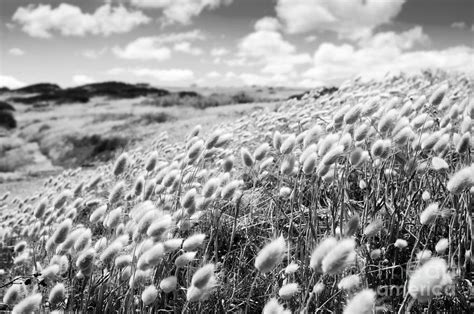 Flower Field Black And White Photograph By Tim Hester