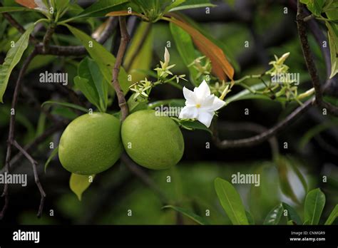 Pong Pong Cerbera Odollam Close Up Of Fruit And Flowers Kota