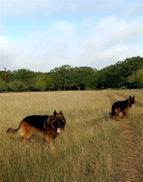 Achilles And Olga Long Haired German Shepherds At The Vhr Ranch In
