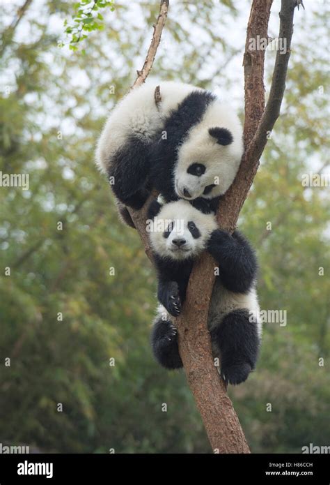 El Panda Gigante Ailuropoda Melanoleuca Ocho Meses De Edad Cachorros