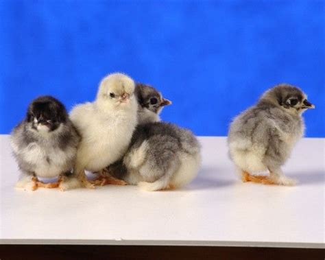 Blue Cochin Bantam Baby Chicks For Sale Cackle Hatchery Baby