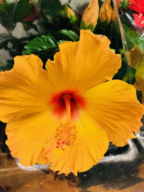 Top perennial sun plants at portland nursery and garden center. Hardy Hibiscus potted plants does best in full sun. They ...