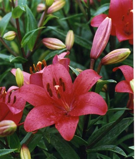 Lily Lilium Fangio In The Lilies Database