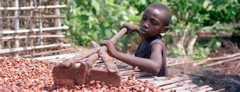 Children living in a cocoa producing village walk back from the fields carrying wood and food stuff on their millions of children. Nestle, Hershey, en Mars gebruiken kindslaven om jouw ...