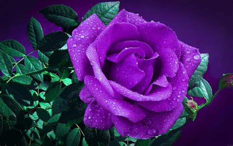 Download Wallpapers Violet Rose Bokeh Violet Flowers Dew Beautiful