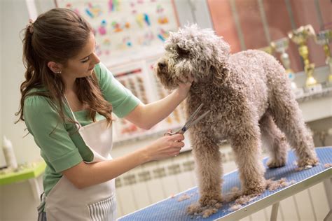 How Grooming Helps Your Dogs Health Veterinarians In Windermere