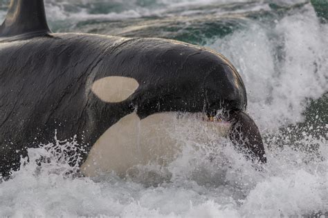 Orca Vs Great White Killer Duel Explained Australian Geographic