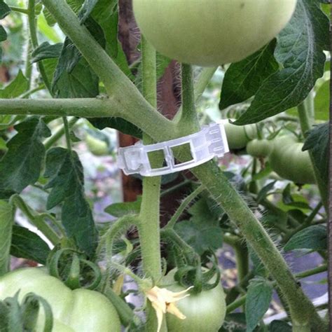 10pcs Tomato Vegetables Garden Plants Support Clips Binder Trellis