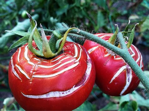 分裂番茄问题：为什么我的西红柿破裂以及如何阻止它 88宝金博188金宝搏bet亚洲