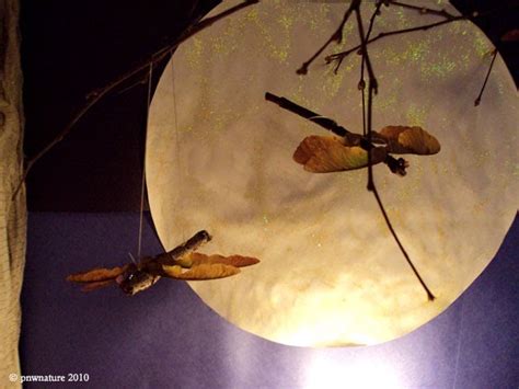 Our Twig And Maple Seed Dragonflies