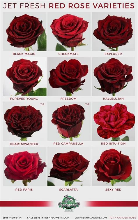 Rosenarten Rose Varieties Types Of Roses Beautiful Flowers