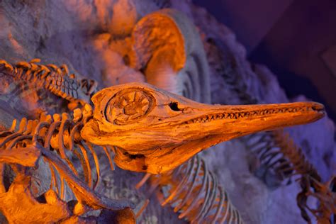 Prehistoric Fossil Free Stock Photo Public Domain Pictures