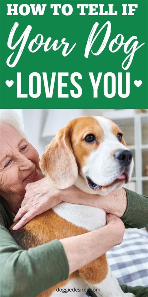 How To Tell If Your Dog Loves You In 2020 Dog Love Your Dog Dogs