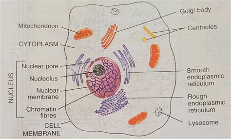 What Is The Cytoplasm Class 9 Definition Characteristics And 6
