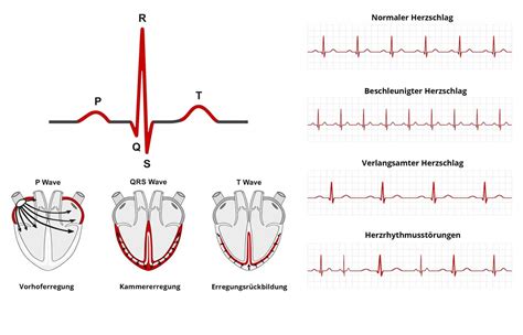 Normaler Puls Welche Herzfrequenz Normal Ist Tabelle Und Werte