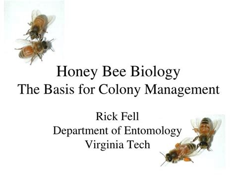 Ppt Honey Bee Biology The Basis For Colony Management Powerpoint