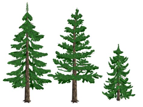 Download High Quality Pine Tree Clipart Transparent Background