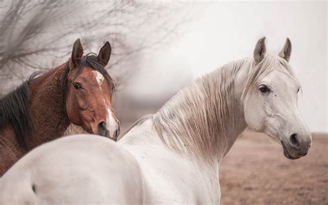 Immagini di bellissimi cavalli 160 immagini di alta qualità gratis