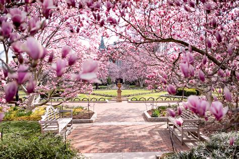 Cherry Blossom Watch Update March 3 2017 2021 Washington Dc Cherry