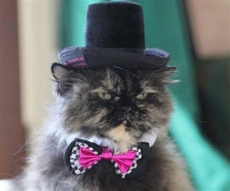 Give Mr Whiskers The Sophisticated Look Of A Distinguished Aristocrat