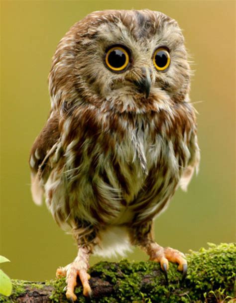 Cool Owls Owl Pics