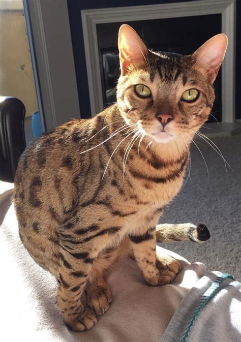 I need it for kitty's go bag in fire zone in california. Lost Cat Bengal Cat in COSTA MESA, CA - Lost My Kitty
