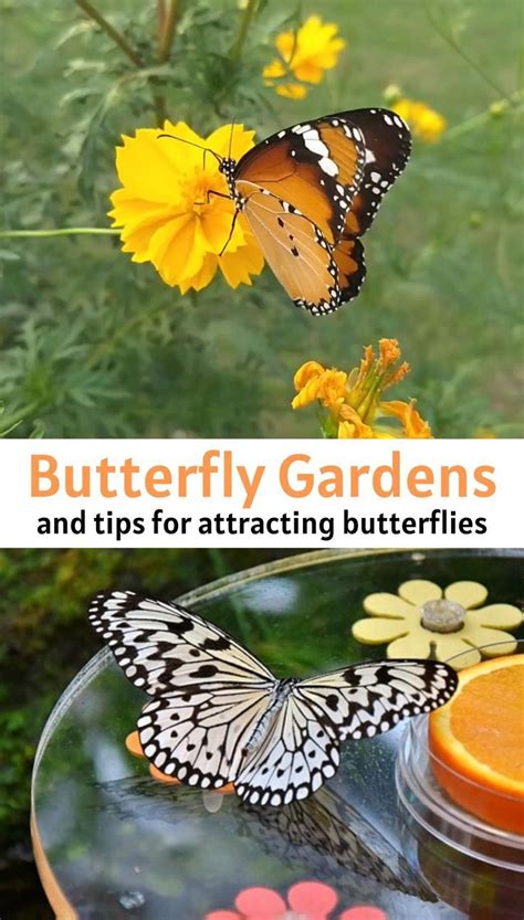 Tips For Planting A Butterfly Garden To Save The Pollinators In 2020