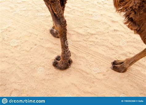 Top 122 Imagenes De Pata De Camello Destinomexicomx