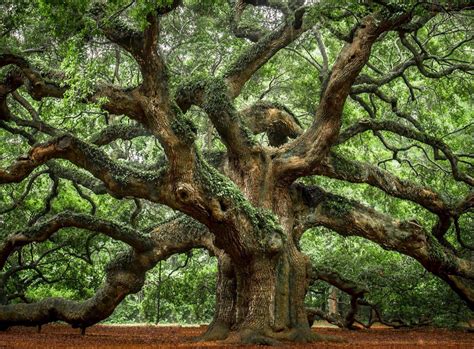 Angel Oak Tree In Charleston Sc