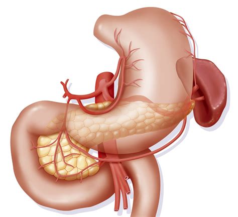 Duodenum Anatomy Location And Function