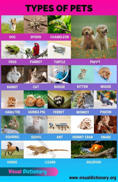 Types Of Pets 25 Different Types Of Pets Could Be Best For You