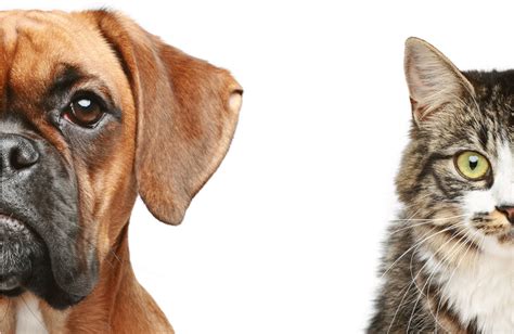 Download Dog And Cat Transparent Dogs And Cats Transparent Png Image