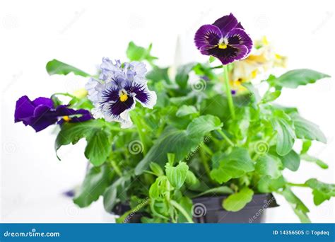 Multicolor Pansy S Sprouts In Plastic Pots Stock Image Image Of Color