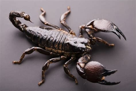 The centers for disease control and prevention, says water helps your body control its temperature, lubricate and. How long do Scorpions live