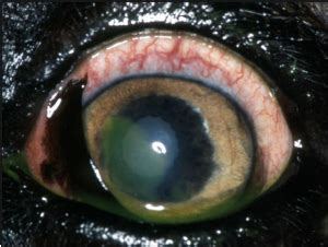 Corneal ulcers are a very common eye injury in dogs and cats. New Treatment for Corneal Ulcers | MedVet