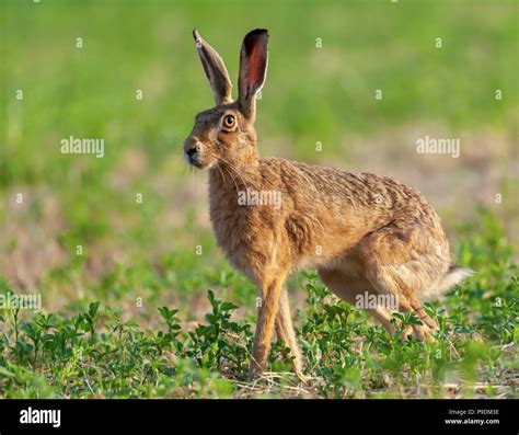 Wild Hare Beautiful Close Up In Early Morning Sunrise Stunning Detail