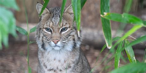 Top 172 Bobcat Images Animal