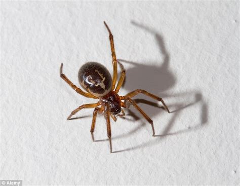 Britain Faces An Invasion Of Venomous False Widow Spiders Due To Warm