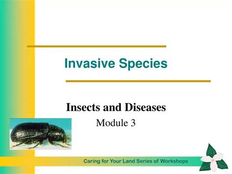Ppt Invasive Species Powerpoint Presentation Free Download Id4492390