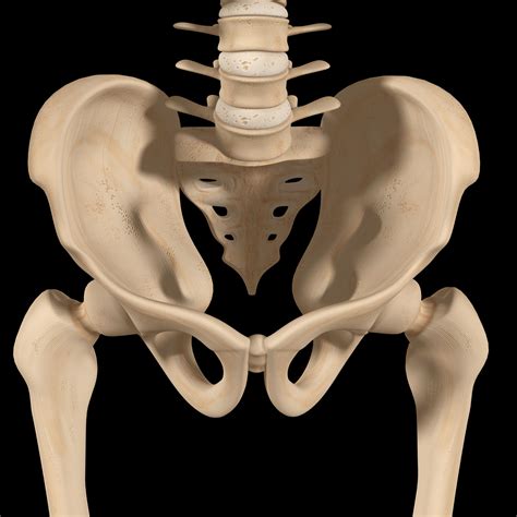 Pelvis Anatomical Skeleton Structure Pelvis Anatomy Human Anatomy