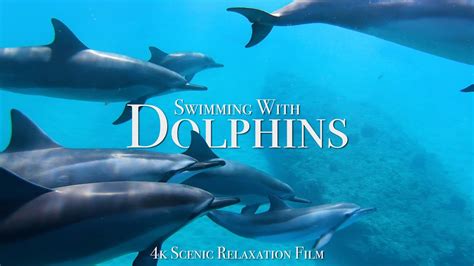 Swimming With Dolphins 4k 30 Minute Underwater Relaxation Film Youtube