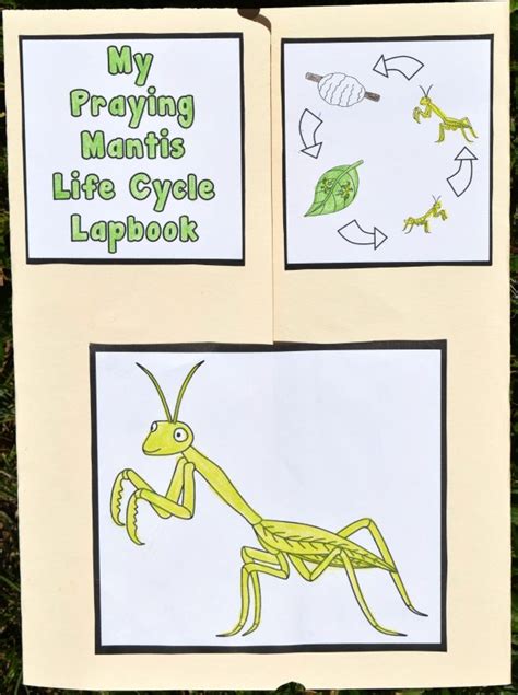 Praying Mantis Life Cycle Free Printable