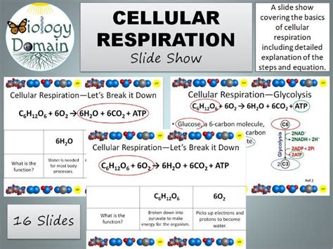 Cellular Respiration Infographic