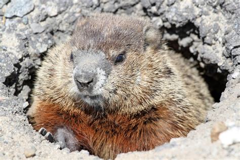 Groundhog Removal St Louis Mo